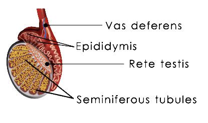 anatomy-of-a-scrotum
